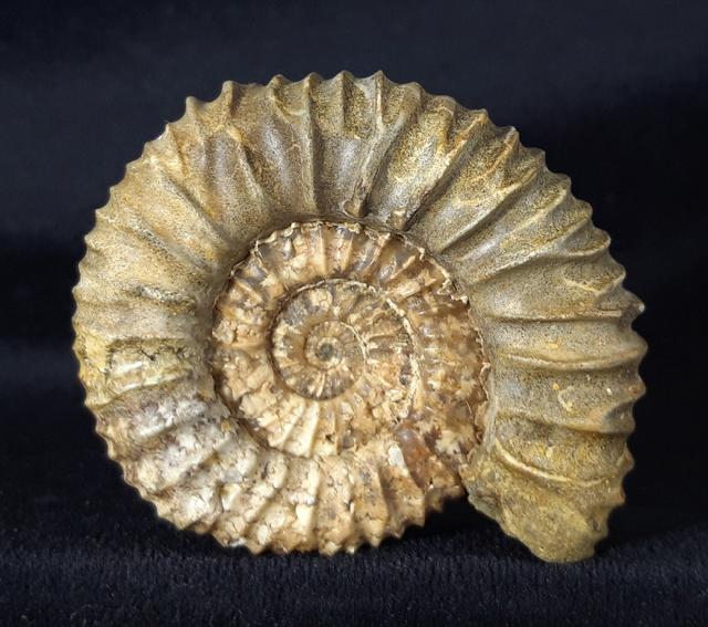 Pavlovia pavlovi (MICHALSKY 1890) - Bild &copy; FossNet FossilienStore